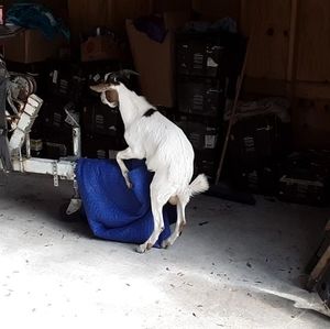 Meet your Posher, Douglas